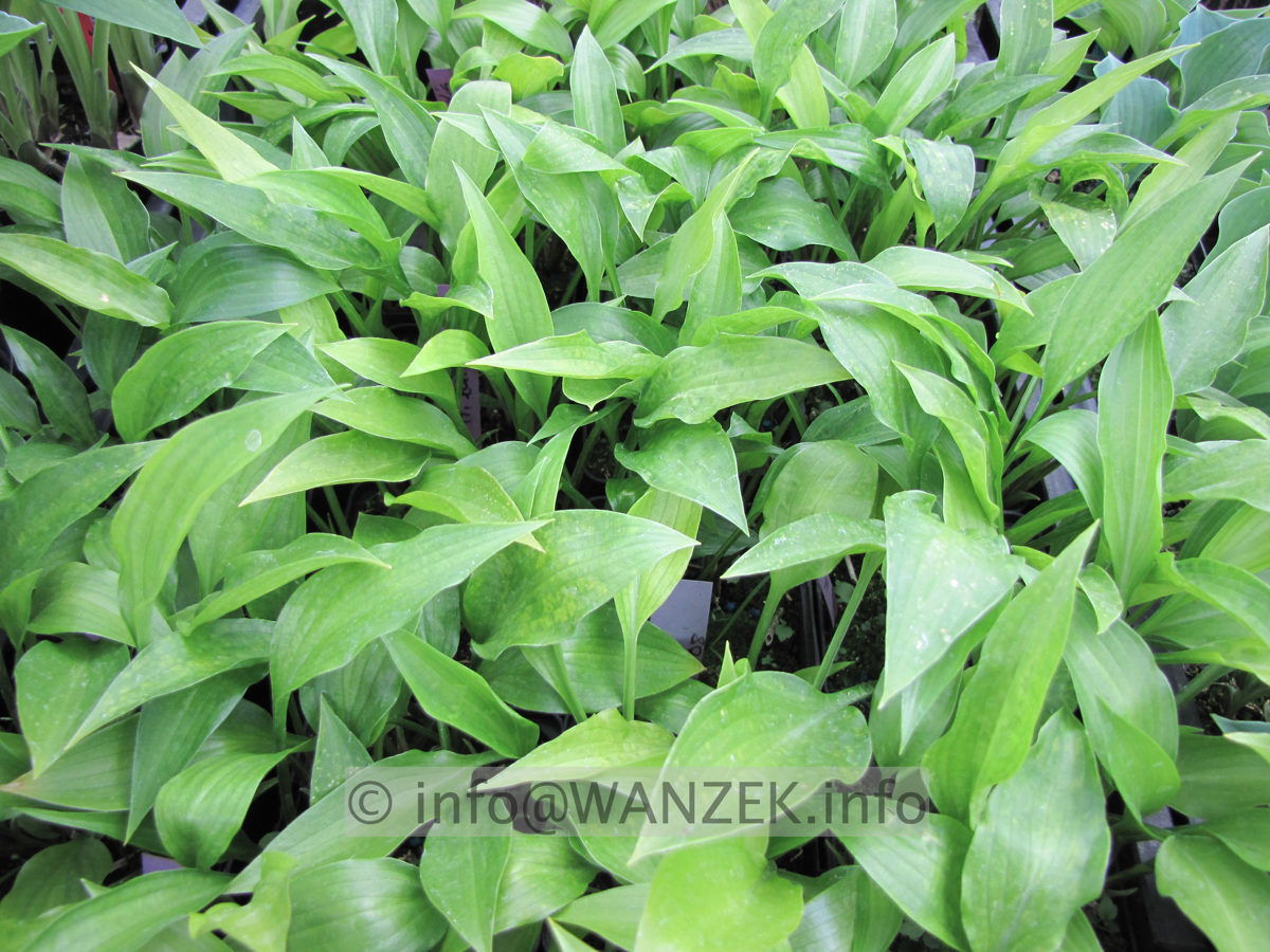 Hosta lancifolia - junge Pflanzen.JPG